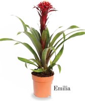 Bromelia Fortuna | Emilia | 12cm