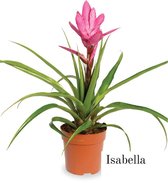 Bromelia Tillandsia | Isabella | 12cm