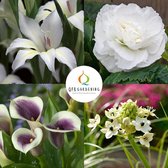Bloembollen pakket White Garden | 16 stuks | Paars | Wit | Zomerbloeiend Bloembollen Pakket | 100% Bloeigarantie | QFB Gardening