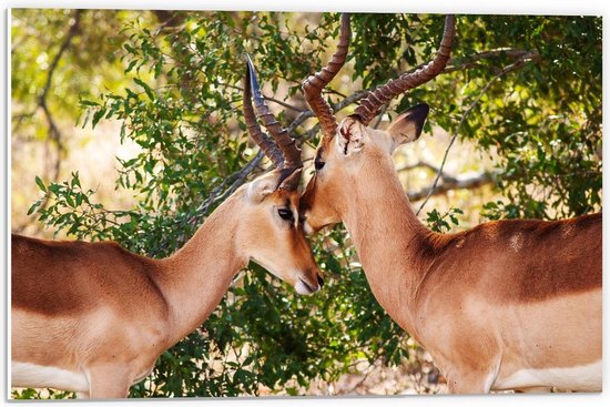 Forex - Twee Antilopen in de Natuur - 60x40cm Foto op Forex