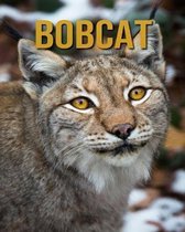 Bobcat