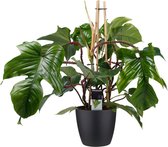 Kamerplant van Botanicly – Philodendron squamiferum incl. sierpot zwart als set – Hoogte: 70 cm