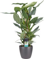 Kamerplant van Botanicly – Philodendron Silver Sword incl. sierpot antraciet als set – Hoogte: 70 cm