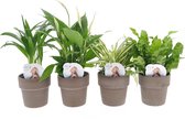 Varens van Botanicly – 4 × Areca Dypsis, Chlorophytum Atlantic, Asplenium Crispy Wave, Spathiphyllum Yes in grijze terracottapot als set – Hoogte: 40 cm