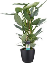 Kamerplant van Botanicly – Philodendron Silver Sword incl. sierpot zwart als set – Hoogte: 70 cm
