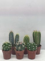 Cactus- Cactus mix 6 soorten- 5.5cmØ- ± 6-10cm hoog