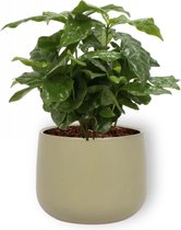 Kamerplant Coffea Arabica – Koffieplant - ± cm hoog – 12 cm diameter - in groene sierpot