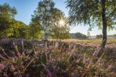 Fotobehang van Heideveld zonsopgang in de mist 350 x 260 cm