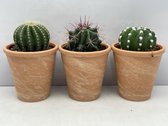 Cactus- Cactus bollen mix 3 soorten-8.5 cmØ- marmeren pot- Ferocactus Stainesii- Notocactus Leninghausii- Echinopsis Multiplex