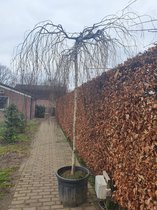 Treurberk - Betula pendula Youngii | Omtrek: 18-25 cm | Hoogte: 350 cm