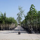 Bomenbezorgd.nl - Boom - Treurberk - Totalhoogte 400-500 cm (14-18 cm stamomtrek) - ‘Betula pen. 'Tristis'’