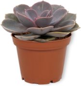 Echeveria Pearl of Neurenberg - Vetplant ± 13cm hoog - 7cm diameter