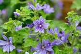 6x Mauve (Malva sylvestris 'Primley Blue') - pot P9 (9x9) - plantes abeilles - plantes papillons - plantes de jardin - arbustes