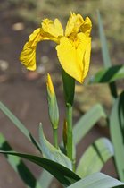 Iris pseudacorus (set van 6 stuks P9)