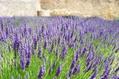 6x Lavendel (Lavandula angustifolia 'Munstead') - P9 pot (9x9)
