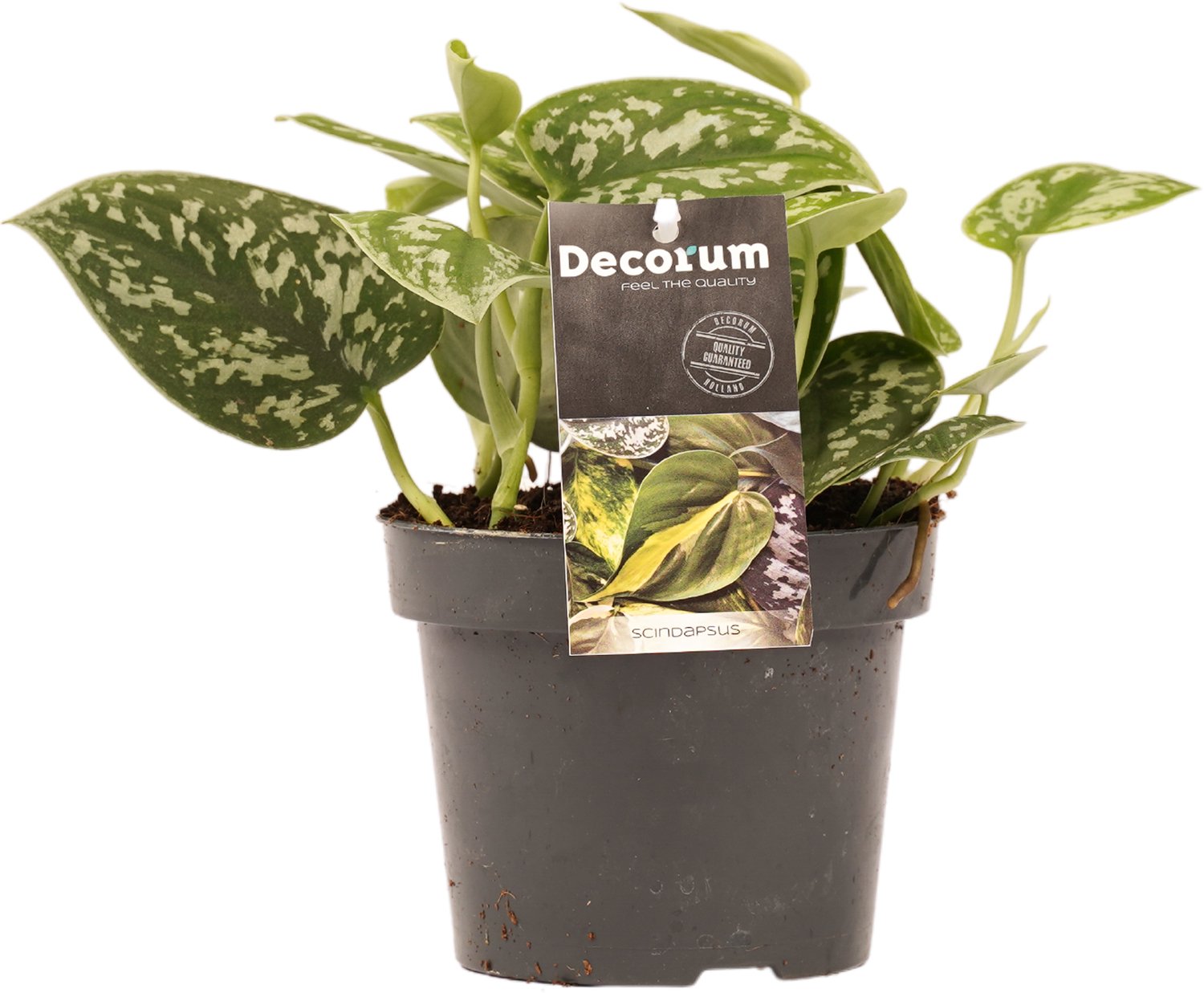 Scindapsus Pictus/Trebie - Hoogte 15cm Potmaat 12 - Bektas Plants