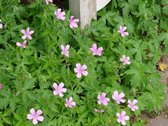 6x Ooievaarsbek (Geranium endressii 'Wargrave Pink') - P9 pot (9x9)