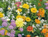 Ten Have Bijenmengsel & Hommels 1-jarig 250gram bloemzadenmix