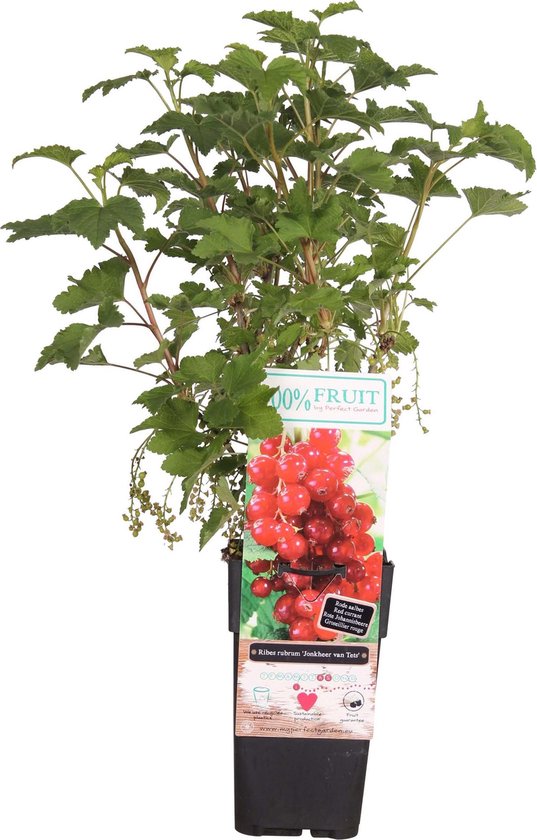 Mama's Planten - Ribes ‘Jonkheer Van Tets’ - Aalbes - Rood - Biologisch - Fruitplant - Vers Van De Kweker - ↨ 55cm - ⌀ 15cm