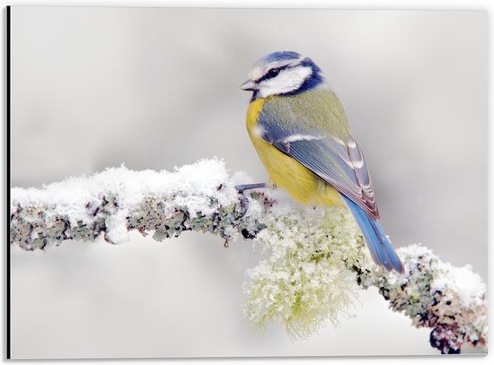 Dibond - Vogeltje op IJstak - 40x30cm Foto op Aluminium (Wanddecoratie van metaal)