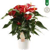 FloriaFor - Anthurium Red Champion - - ↨ 50cm - ⌀ 14cm