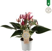 FloriaFor - Anthurium Zizou - - ↨ 30cm - ⌀ 9cm