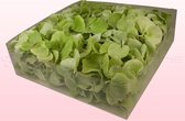 Hortensiablaadjes | 100% natuurlijk | Groen | 2 liter
