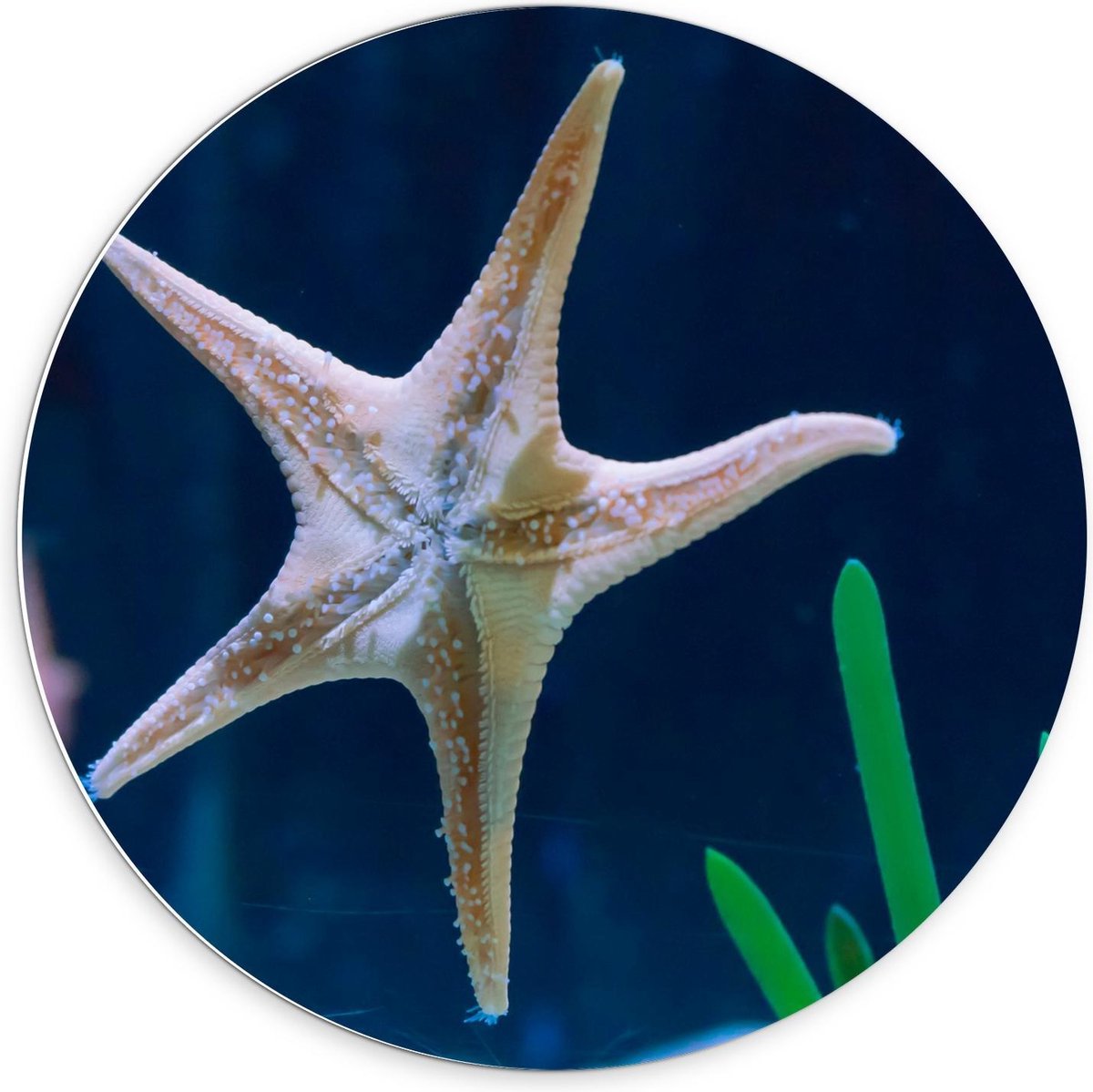Forex Wandcirkel - Zeester in Aquarium - 70x70cm Foto op Wandcirkel (met ophangsysteem)