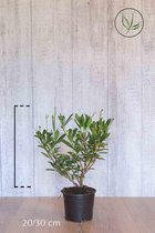 10 stuks | Laurier 'Otto Luyken' Pot 20-30 cm - Langzame groeier - Wintergroen - Bloeiende plant - Compacte groei - Geschikt als lage haag