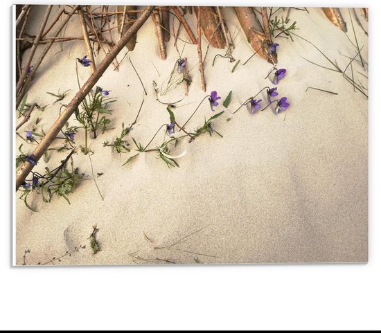 Forex - Groeiende Bloemen in het Zand - 40x30cm Foto op Forex