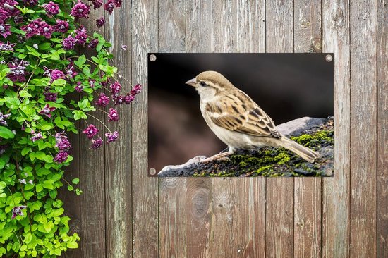 Affiche de jardin Moineau de roche au repos 60x40 cm - petit - Toile de jardin / Toile d'extérieur / Peintures pour l'extérieur (décoration de jardin)