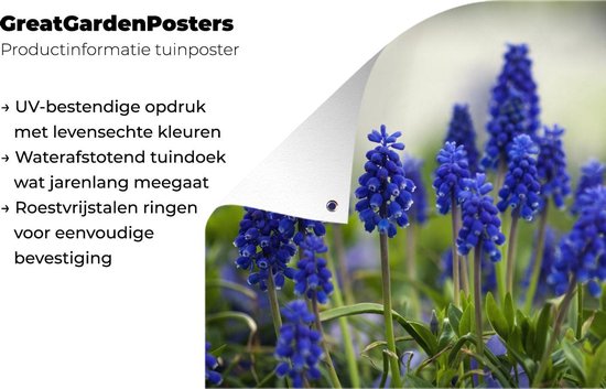 Petite affiche de jardin jacinthes de raisin 120x80 cm - Toile de jardin / Toile d'extérieur / Peintures d'extérieur (décoration de jardin)