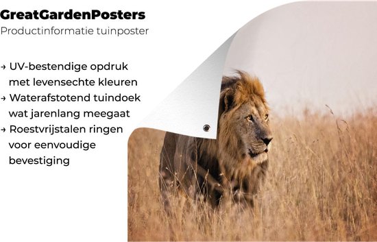Lion regarde la lumière du soleil au Kenya affiche de jardin toile lâche