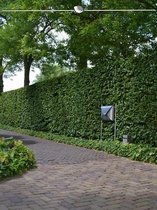 Groene Beuk Fagus sylvatica 175-200 cm Blote wortel, 80x Haagplant