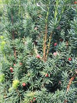 Venijnboom Taxus media Hicksii 120-140 cm, 15x Haagplant