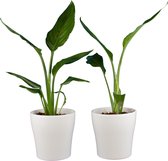 Kamerplanten van Botanicly – 2 × Paradijsvogelbloem incl. sierpot wit als set – Hoogte: 35 cm – Strelitzia Reginae