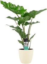 Kamerplant van Botanicly – Olifantsoor incl. crème kleurig sierpot als set – Hoogte: 90 cm – Alocasia portodora