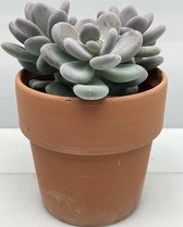 Succulent- Pachyphytum Oviferum 3 stuks- Terracotta pot- 12cmØ- ±16cm hoog
