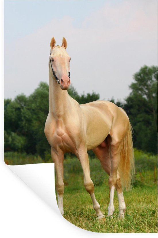bladzijde een schuldeiser Vooraf Muursticker Akhal Teke Paard - Jong Akhal-Teke paard - 20x30 cm -  zelfklevend... | bol.com
