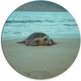 Dibond Wandcirkel - Zeeschildpad aan het Water op het Strand - 70x70cm Foto op Aluminium Wandcirkel (met ophangsysteem)