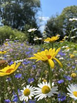 Veldbloemen zaad 'Zonnewarmte 12,5 m²'