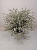 Hagen en struiken van Botanicly – Eremophila nivea – Hoogte: 60 cm