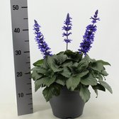 Kruid van Botanicly – Salvia Mystic Spires Blue – Hoogte: 40 cm