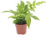 Varen van Botanicly – Coniogramme – Hoogte: 25 cm