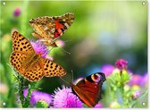 SCHUTTINGPOSTER Poster - Dieren-bonte Vlinders-kleurenpracht - 65 X 90 Cm - Multicolor