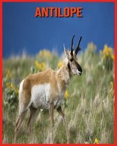 Antilope