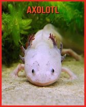 Axolotl