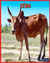 Zebu