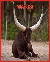 Watusi