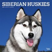 Siberian Huskies 2022 Square